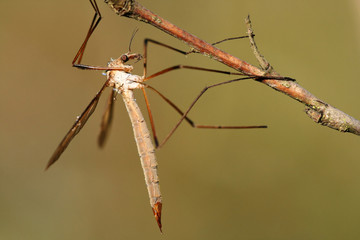 Close-up of cranefly Tipula maxima