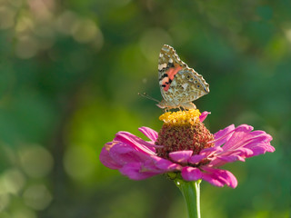butterfly horizontal
