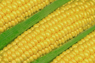 Close up view of then sweet corn on cob.