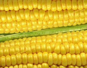 Close up view of then sweet corn on cob.