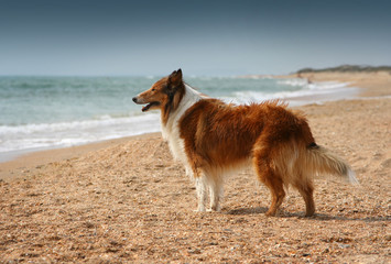 collie