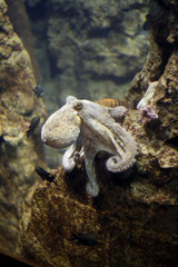 an octupus resting on the sea bottom