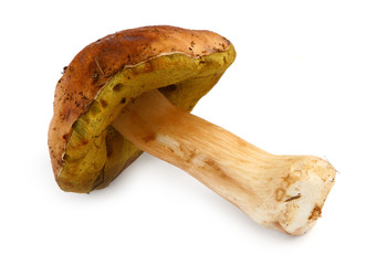 boletus on white