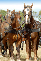 chevaux lourds attelés