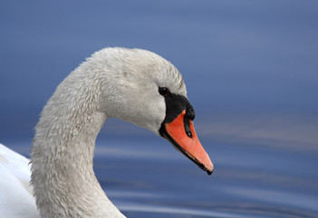 Obraz premium Mute Swan Close-up