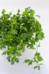 Obraz premium parsley