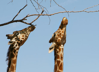 Giraffes Stretched to the Limit