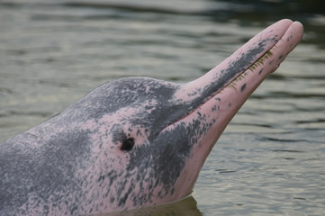 Dolphins