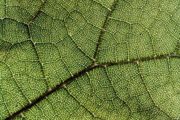 Obraz premium Green leaf with macro venation