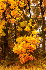 Yellow forest