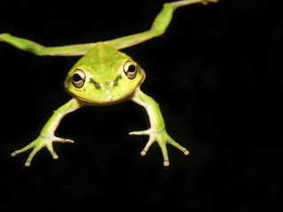 green frog 1