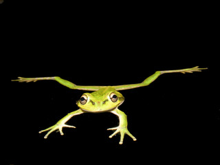green frog 2
