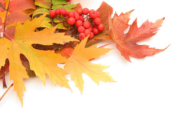 autumn frame