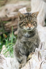 Scottish Wild cat