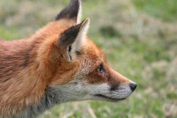 Red Fox