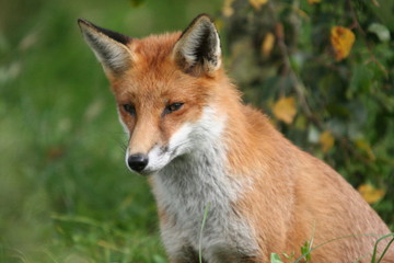 Red Fox