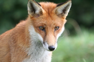 Red Fox