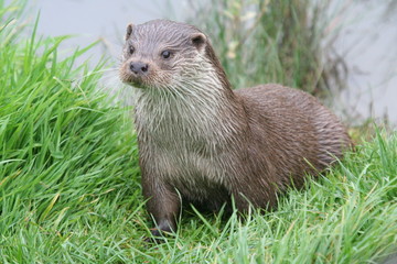 Otter
