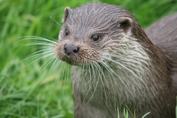 Otter