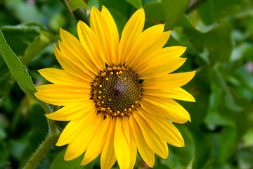 Obraz premium Sunflower against Green