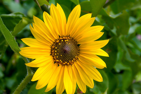 Sunflower against Green