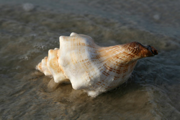 seashell