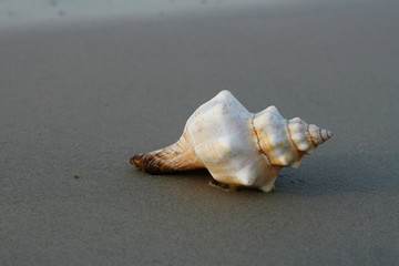 shell on sandy beach