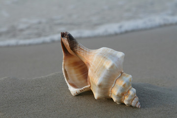 seashell