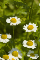 White daisies