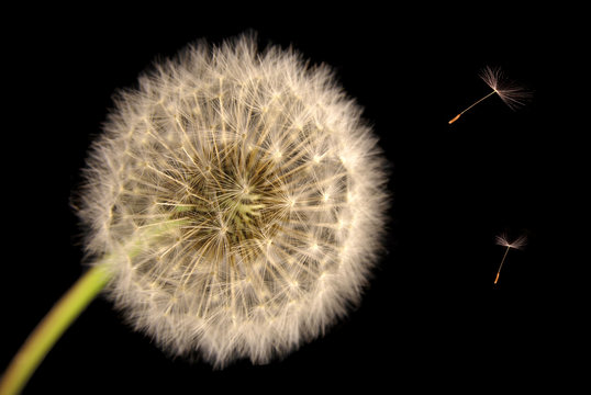 Fototapeta Dandelion seed head close up with seeds blowing in wind
