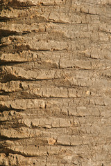 bark palm