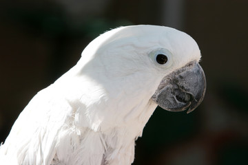 White parrot