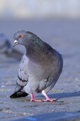 Obraz premium Rock pigeon