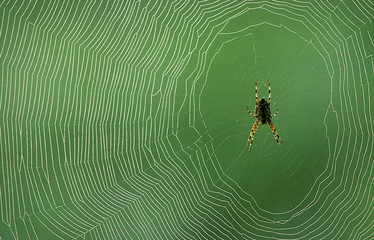 Spinnennetz - Kreuzspinne