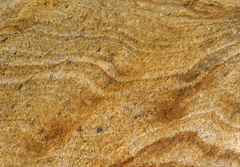 Background from yellow coquina on sea beach