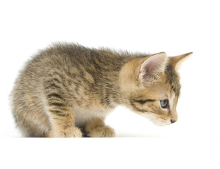 Tabby kitten sniffing