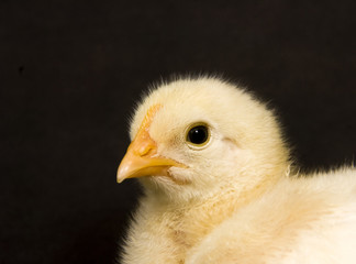 Baby chick on black