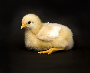 Baby chicks on black