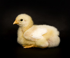 Baby chicks on black