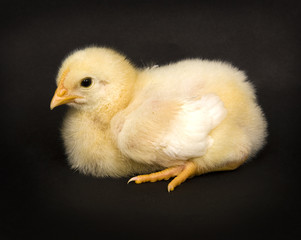 Baby chicks on black