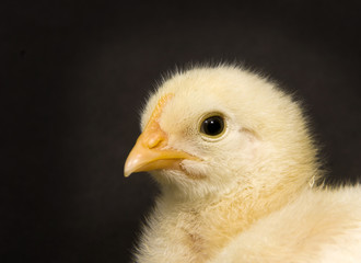 baby chick on black background
