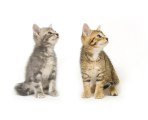 Two kittens looking right