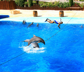 dolphin