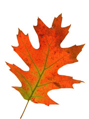 Eichenblatt im Herbst