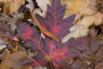 Maple Leaf