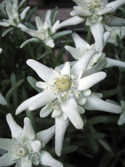 Edelweiss