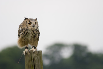 A long eared owl, facing right, standing on a post