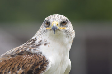 A profile of an eagle, from the shoulder up