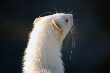 Ferret