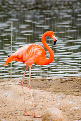 red flamingo